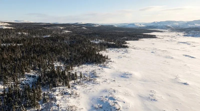 Aerial view of a dark green coniferous forest surrounded by bright white snow-covered tundra.