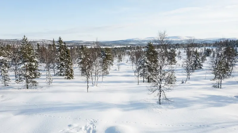 Illustration: Mixed-species forests planted at moderate densities allow sunlight to reflect off the snowpack, balancing carbon storage with surface reflectivity.