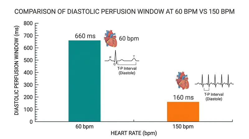As heart rate increases to 150 beats per minute, the time available for coronary blood flow shrinks by more than 75 percent.