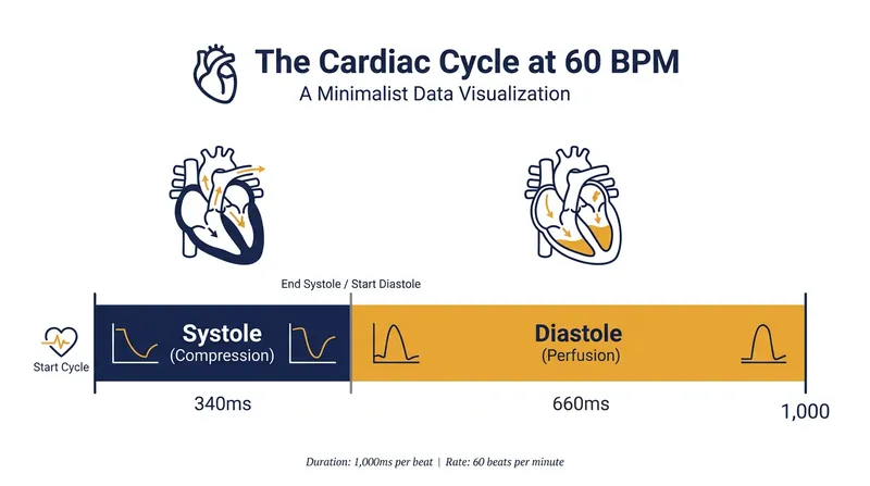At a resting heart rate, the left ventricle spends roughly two-thirds of its time in the relaxation phase, allowing ample blood flow.