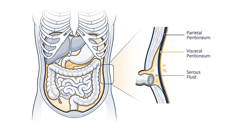 Friction between the visceral and parietal layers of the peritoneum triggers the sharp pain of a side stitch.