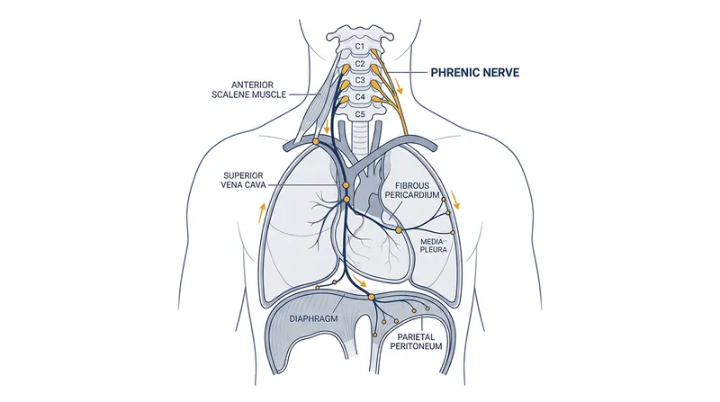 The phrenic nerve connects the parietal peritoneum to the cervical spine, causing referred pain in the shoulder tip.