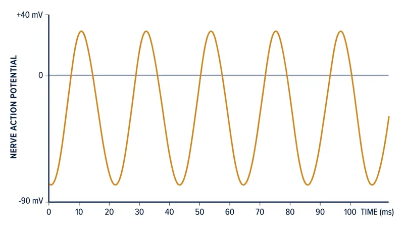 By preventing the nerve from resetting, sanshool forces a phantom action potential every 20 milliseconds—a 50-Hertz vibration.