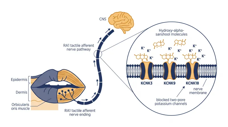 Sanshool molecules act as a chemical plug, blocking the potassium channels that normally allow sensory nerves to rest.
