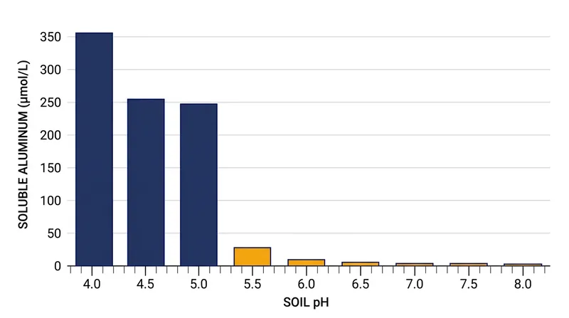 Aluminum remains locked in solid compounds in neutral or alkaline soils, only becoming soluble and available to the plant when the pH drops below 5.5.