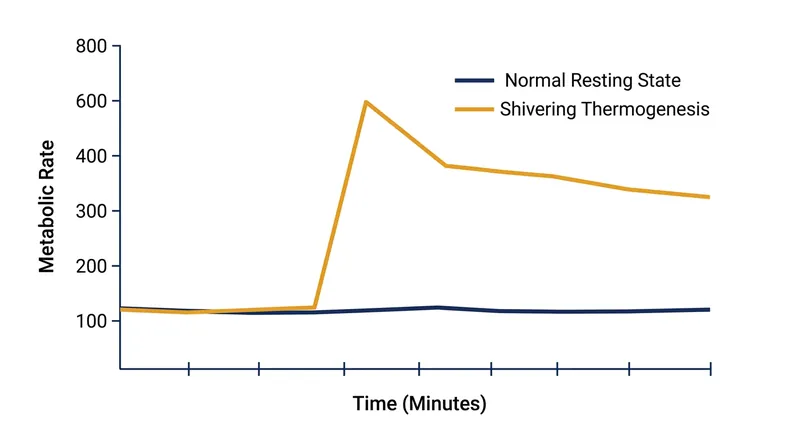 Shivering thermogenesis can increase the body's resting metabolic heat production by up to 600 percent.