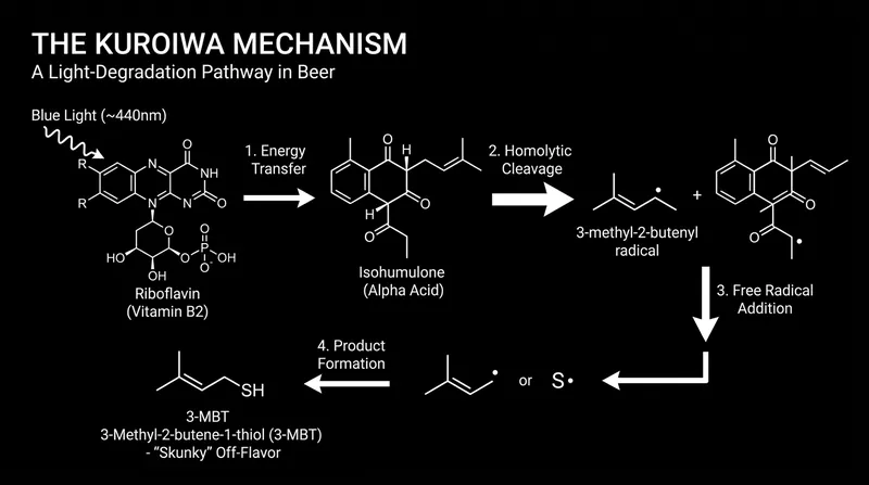 The photochemical pathway that converts bittering hop acids into skunky thiols.