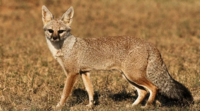Targeted conservation efforts and strict anti-poaching enforcement have allowed specific apex predator populations to stabilize and recover.