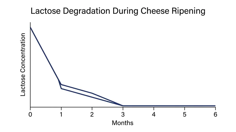 Lactic acid bacteria consume the remaining trapped lactose rapidly, converting it entirely to lactic acid within the first few months of aging.