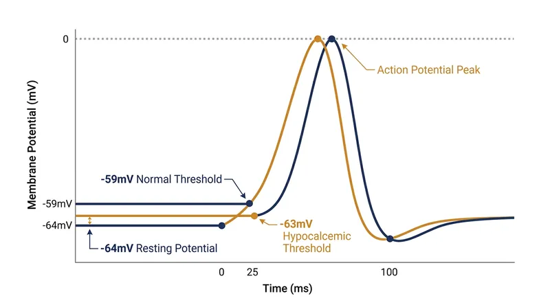Depleting extracellular calcium shifts the firing threshold closer to the resting potential, erasing the safety margin.