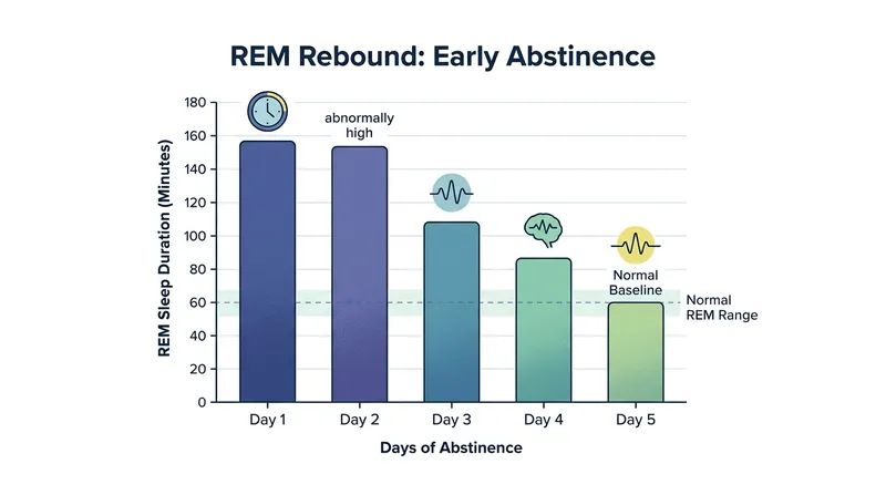 The brain compensates for chronic REM suppression by plunging into intense, prolonged REM sleep during the first few nights of abstinence.
