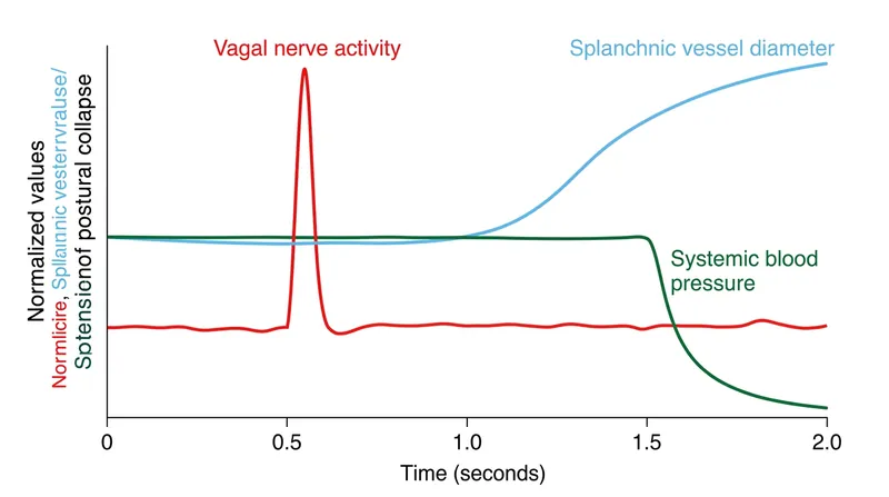The physiological delay: it takes roughly two seconds for the autonomic reflex to drain cerebral perfusion pressure.