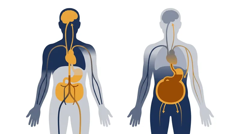 Splanchnic vasodilation causes blood to pool in the abdomen, rapidly draining pressure from the upper body.