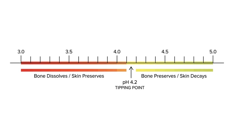 The preservation of a classic boneless bog body requires a highly specific pH window.