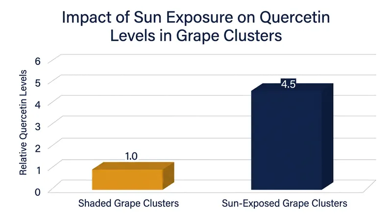 Grapes grown in direct sunlight produce significantly more quercetin than those grown in the shade.