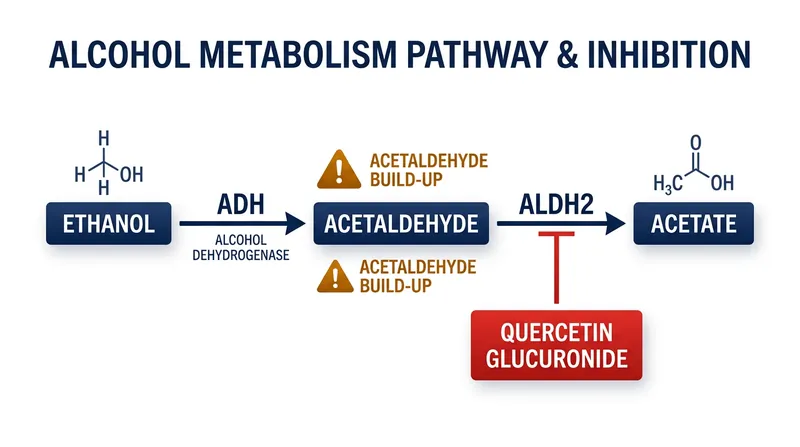 Quercetin glucuronide blocks the ALDH2 enzyme, trapping the liver in the first stage of alcohol metabolism.