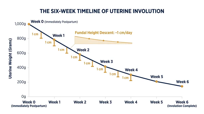 The uterus requires approximately six weeks to shed excess tissue and return to its pre-pregnancy weight.