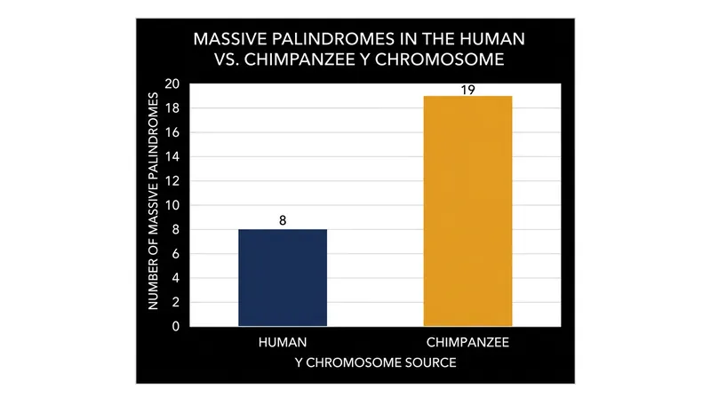 Despite having fewer massive palindromes than chimpanzees, the human Y chromosome has maintained a more stable gene inventory.