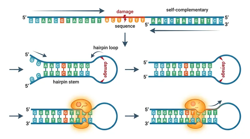 By folding in half, the Y chromosome aligns identical sequences to overwrite damaged genes with intact copies.