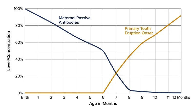 The onset of teething coincides with the natural decline of protective maternal antibodies.