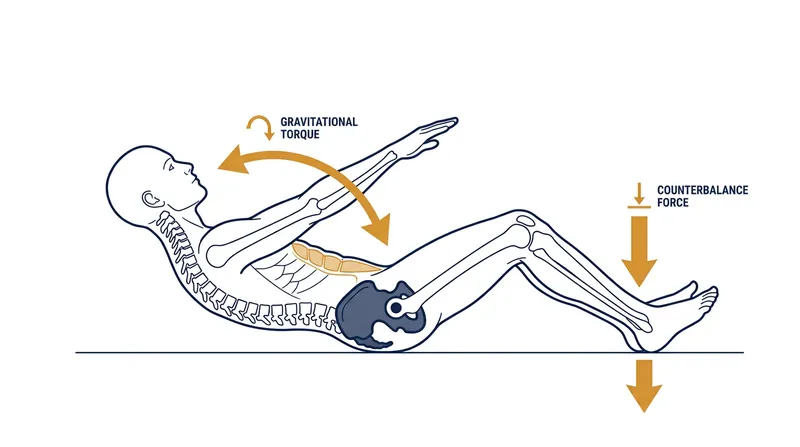 The body acts as a see-saw, with the pelvis serving as the fulcrum between the upper and lower body.