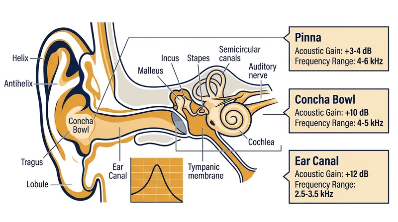 The concha and ear canal act as natural acoustic amplifiers, boosting specific frequencies before they reach the eardrum.