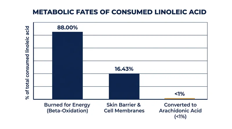 The vast majority of consumed linoleic acid is burned for cellular energy or used structurally in the skin barrier.