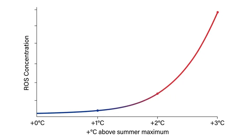 A temperature rise of just 1.5°C above the summer maximum triggers an exponential spike in cytotoxic oxygen radicals.