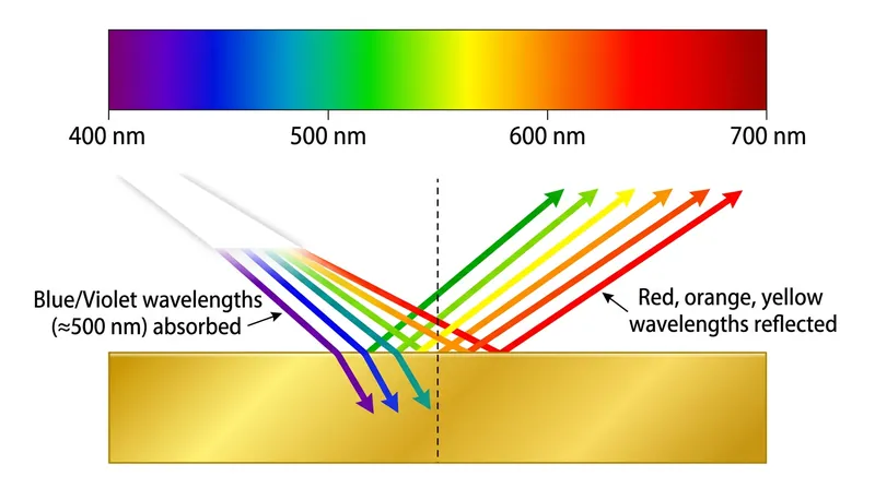 By absorbing photons in the 2.4 eV range (blue and violet light), gold reflects the remaining spectrum to produce its yellow hue.