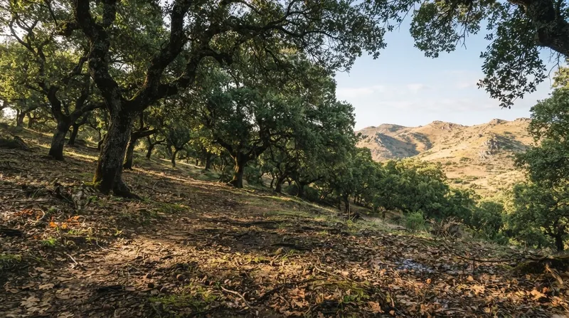 Illustration: Without sweat glands, pigs rely on deep woodland shade and external moisture to regulate their core temperature.