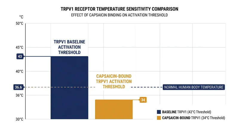 Capsaicin lowers the TRPV1 activation threshold below normal resting body temperature, causing ambient body heat to trigger the receptor.