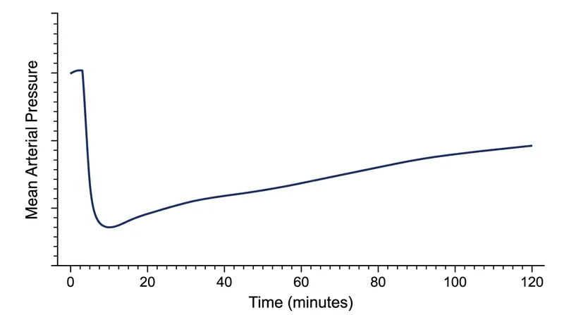 Exercise-induced vasodilation can keep blood pressure suppressed for up to two hours after a runner stops moving.
