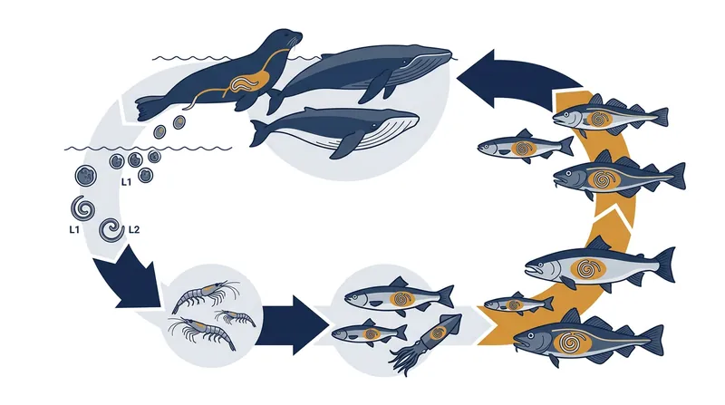 Anisakis larvae enter the oceanic food web through marine mammals and accumulate in wild fish.