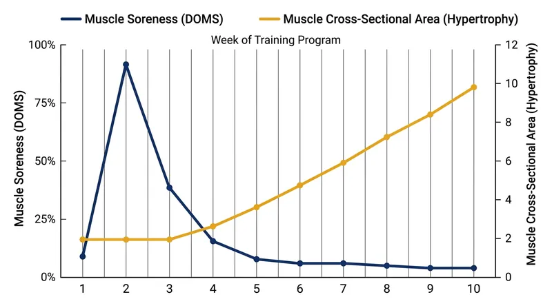 Measurable increases in muscle size only begin after the initial weeks of severe soreness and tissue damage subside.
