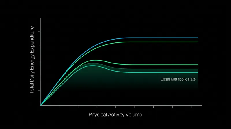 As physical activity increases, the body caps total daily energy expenditure by suppressing basal maintenance functions.