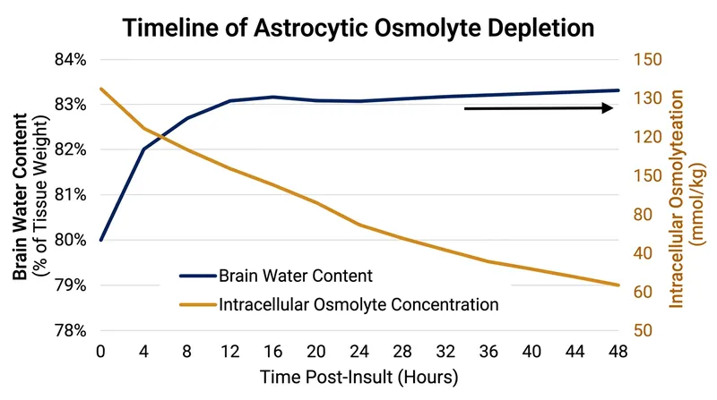 Astrocytes expel osmolytes over 48 hours to prevent the brain from swelling in a diluted environment.