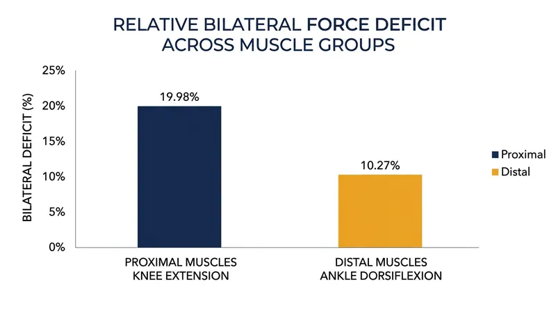 Proximal muscles closer to the axial skeleton exhibit a significantly larger bilateral deficit than distal muscles.