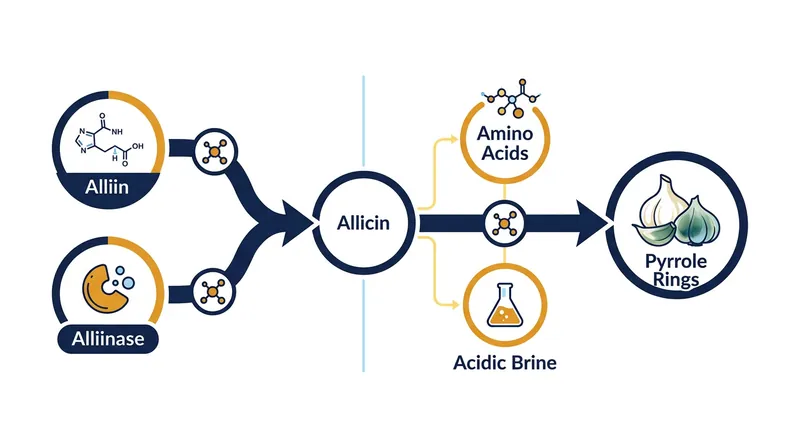 Crushing garlic releases enzymes that react with acidic brines to form carbon-nitrogen rings.