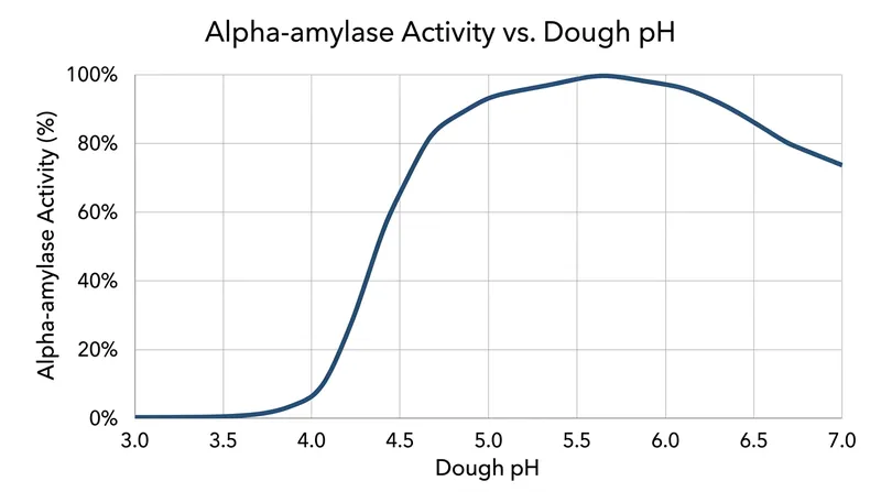 Alpha-amylase activity drops significantly as the dough becomes more acidic, protecting the starches from degradation.