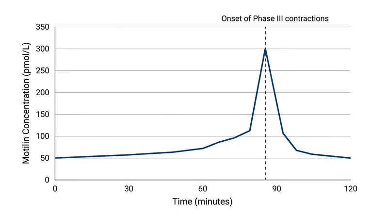 Phase III contractions are triggered when plasma motilin crosses a threshold of approximately 300 pmol/L.