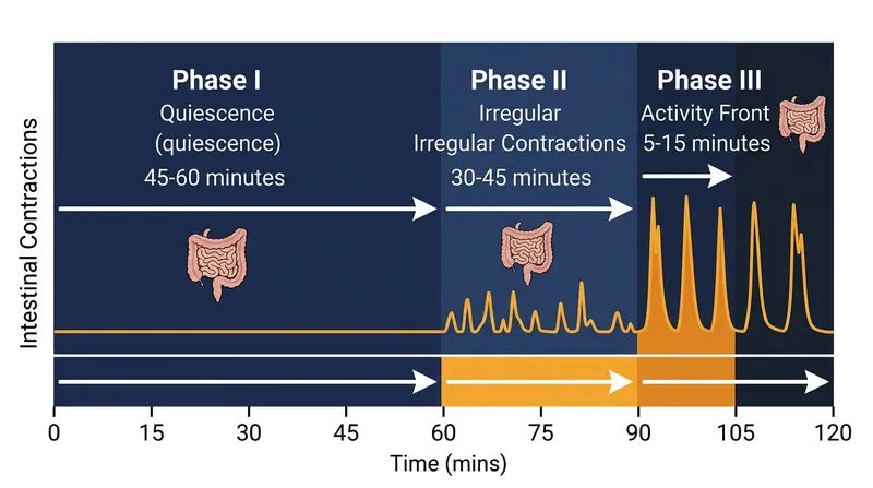 The Migrating Motor Complex builds to a climax during Phase III, generating intense pressure waves.