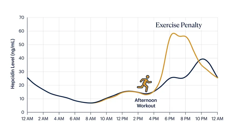 Afternoon exercise compounds the natural evening rise in hepcidin, creating a massive blockade against iron absorption.