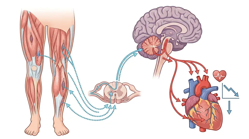 The cerebellum processes rhythmic motion and signals the parasympathetic nervous system to suppress the fight-or-flight response.