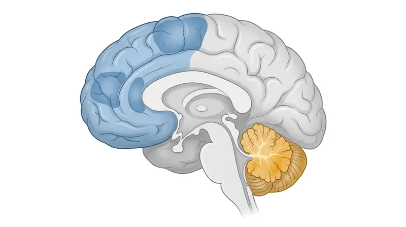Functional neuroimaging confirms that phonological and rapid-naming deficits originate in entirely different anatomical regions.