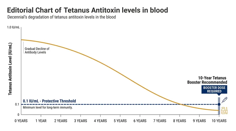 Because toxoid immunity is artificially induced, antibody titers naturally degrade over time, requiring a booster every ten years to maintain the 0.1 IU/mL protective threshold.