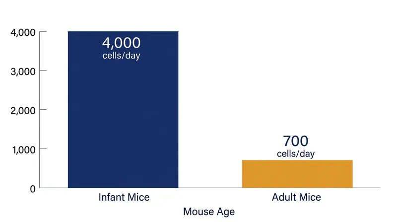 The infant brain produces new memory-indexing neurons at more than five times the rate of an adult brain.