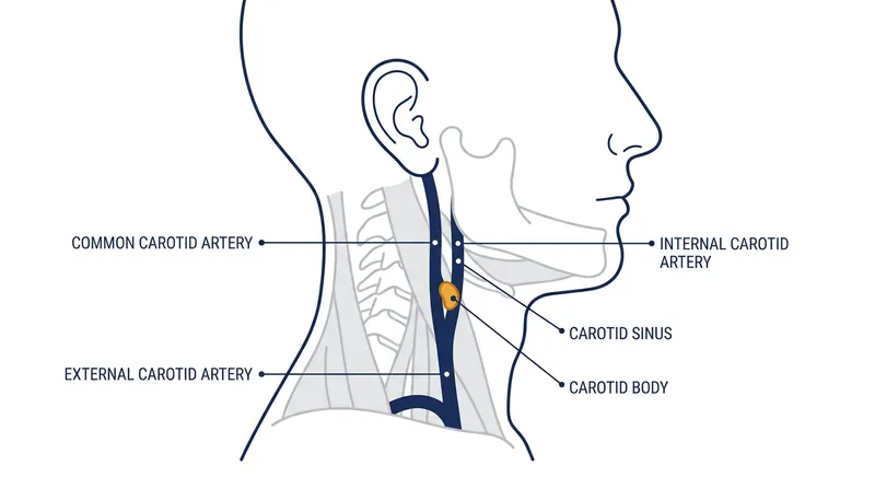 The carotid bodies monitor blood chemistry to control breathing, but they only measure oxygen dissolved in the plasma.