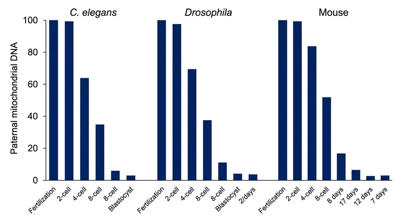 Despite using different molecular triggers, diverse species eliminate paternal mitochondria within the first few cell divisions.