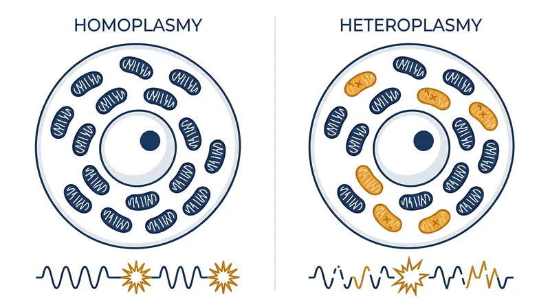 Heteroplasmy creates a chaotic metabolic environment where two distinct mitochondrial genomes compete to coordinate with the nucleus.