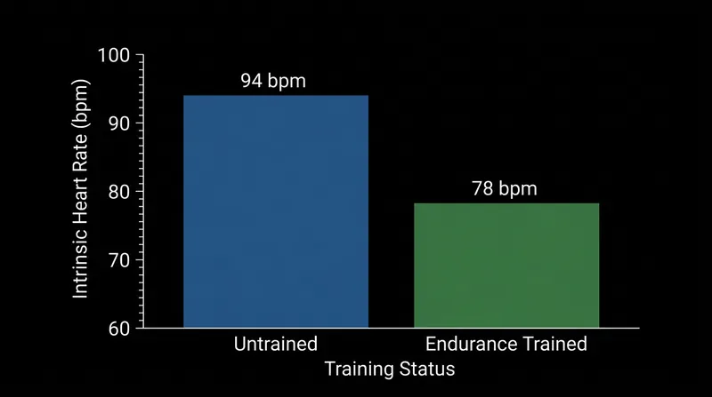 Even when the autonomic nervous system is chemically blocked, athletes maintain a lower intrinsic heart rate.
